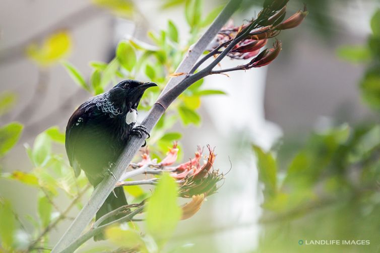 Tui Bird in flax, Marlborough Sounds, New Zealand