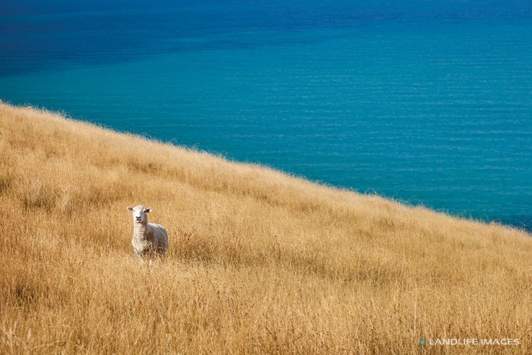 Lone Sheep by the sea, Banks Peninsula, New Zealand