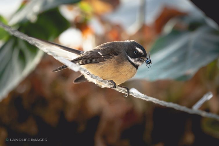 Fantail (pīwakawaka) with a fly for dinner, New Zealand