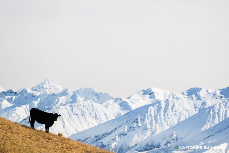 Beef Cow with Snowy New Zealand Mountain Backdrop