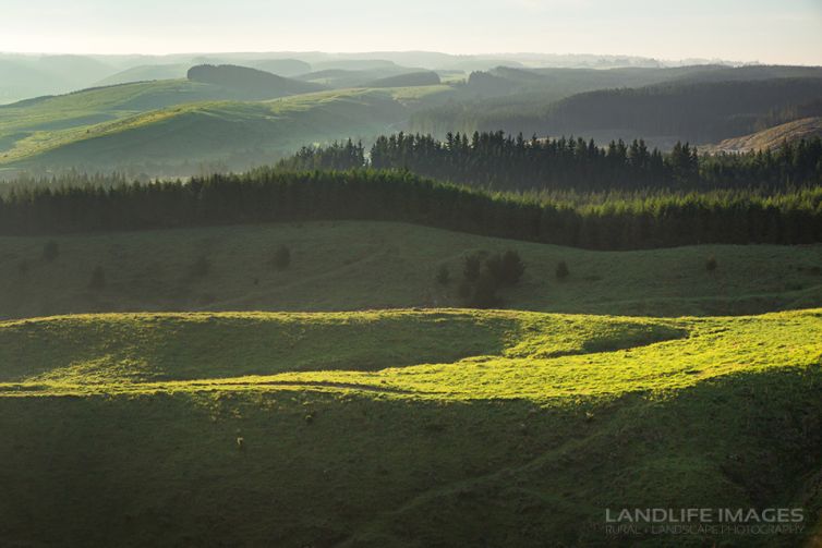 Farmland views at sunrise, Taupo, New Zealand