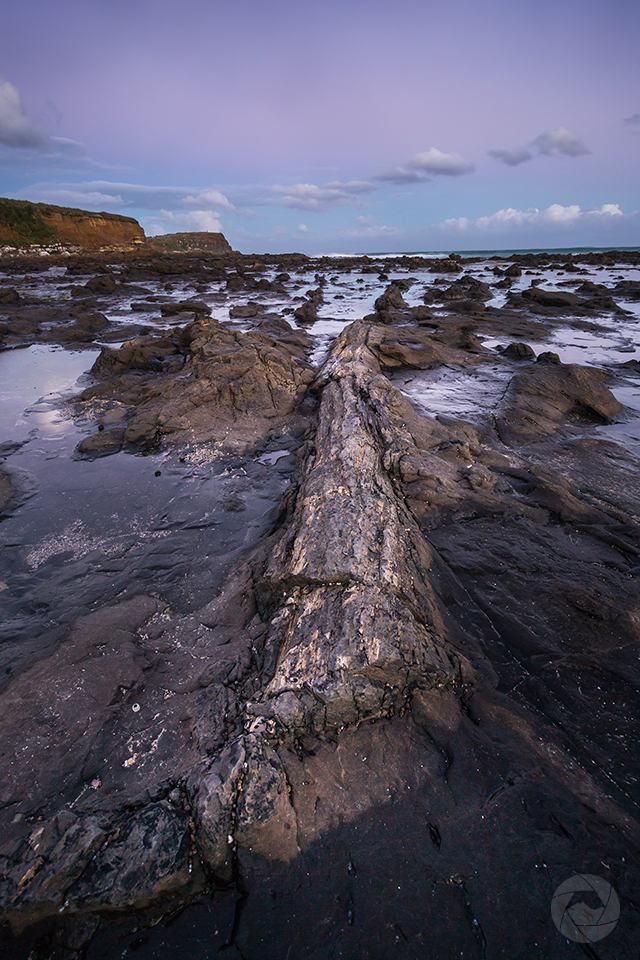 Petrified tree forest, Curio Bay, Catlins, Southland, New Zealand