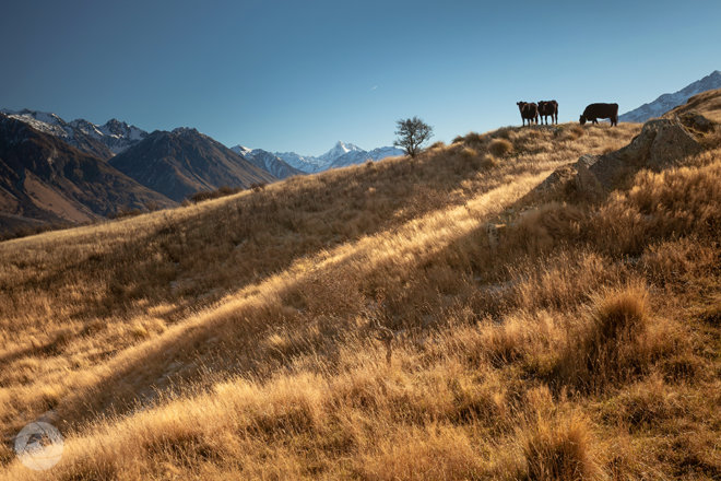 Beef cattle up Mt Sunday, Mid-Canterbury, New Zealand