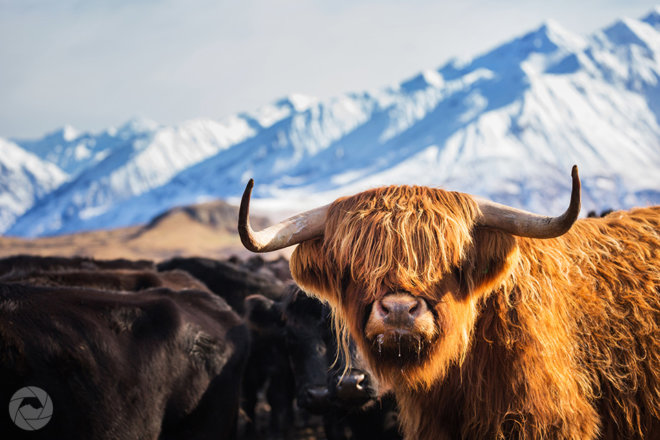 Highland cow against snowy backdrop, Mid-Canterbury, New Zealand, landscape