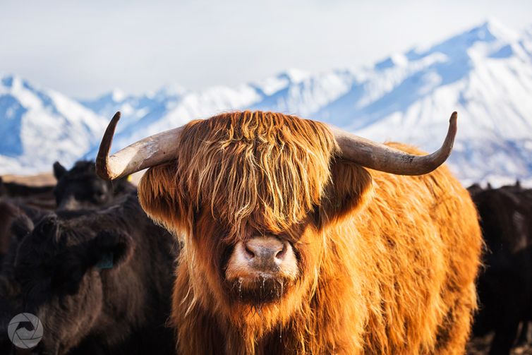 Highland cow against snowy backdrop, Mid-Canterbury, New Zealand, landscape