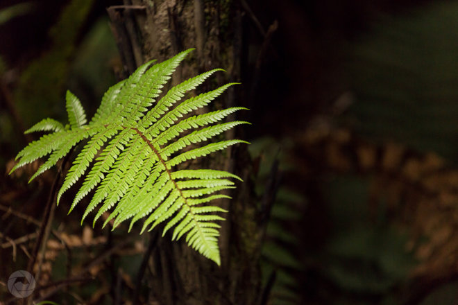Fern in native forest, Catlins, New Zealand