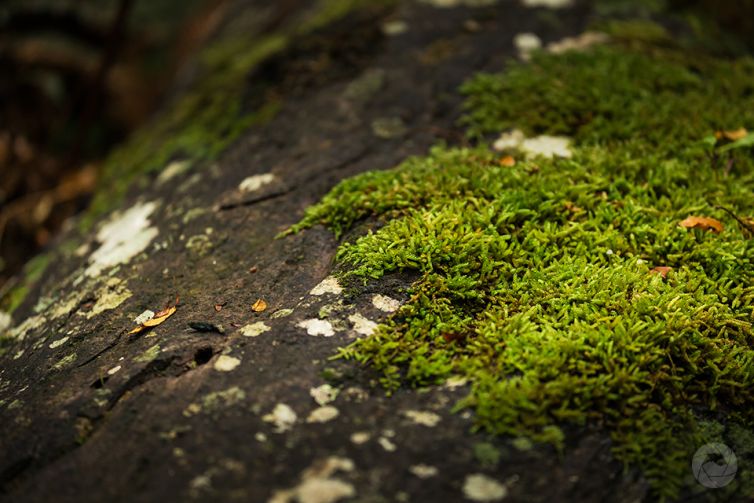 Moss laden log in native forest, Catlins, New Zealand