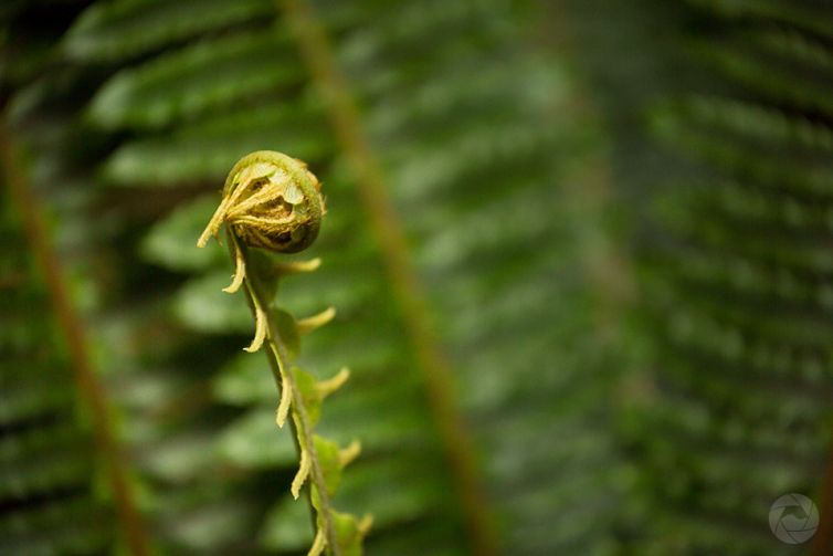 Fern frond in native forest, Catlins, New Zealand, landscape format
