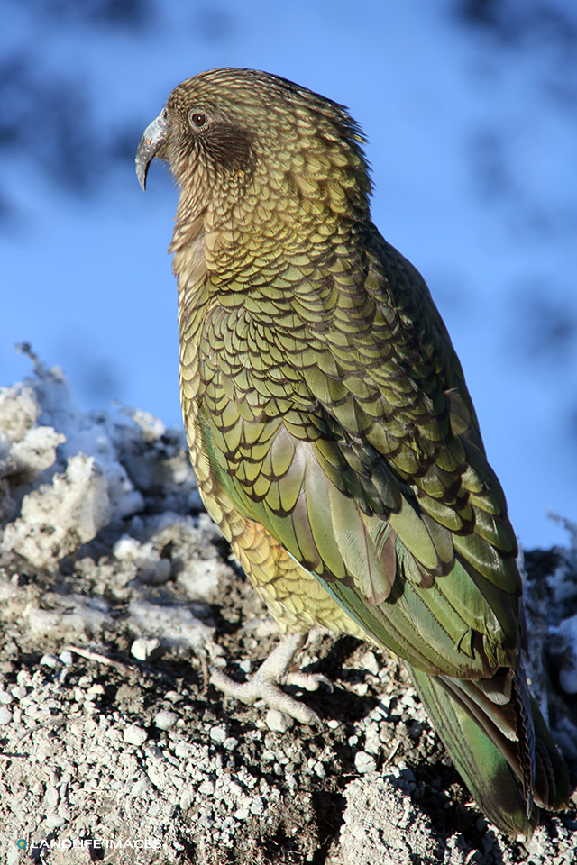 Kea, New Zealand's Native Alpine Parrot