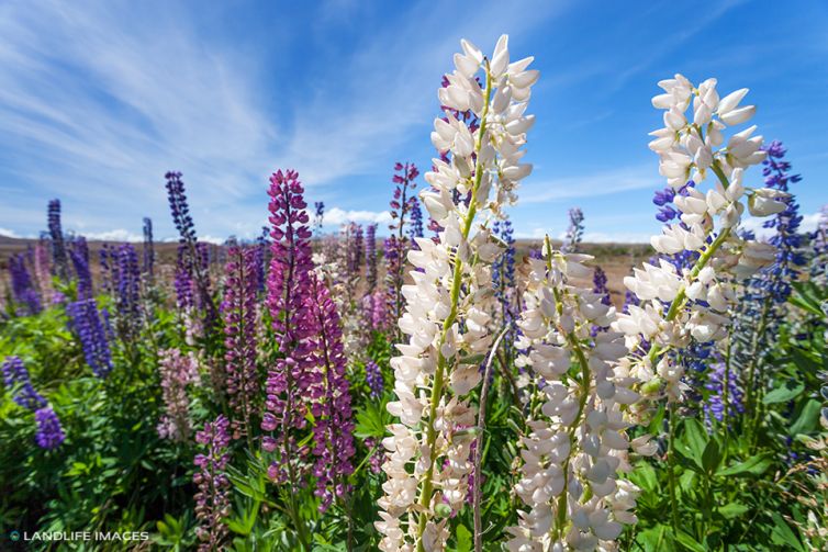 Lupins, Central Otago