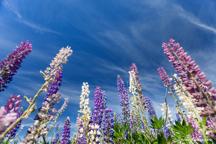 Lupins, Central Otago