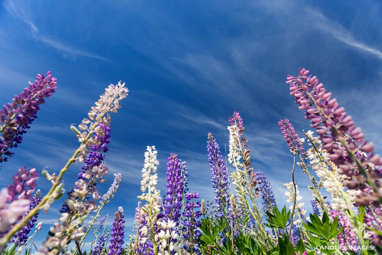 Lupins, Central Otago