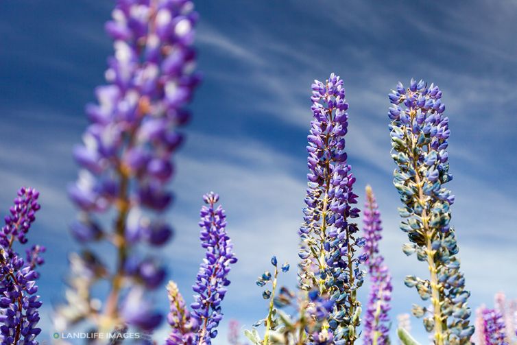 Lupins, Central Otago