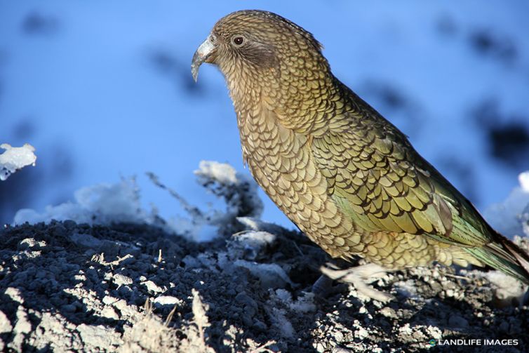 Kea, New Zealand's Native Alpine Parrot