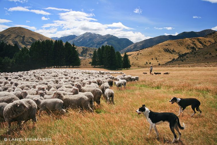 Mustering sheep, North Canterbury High Country, New Zealand