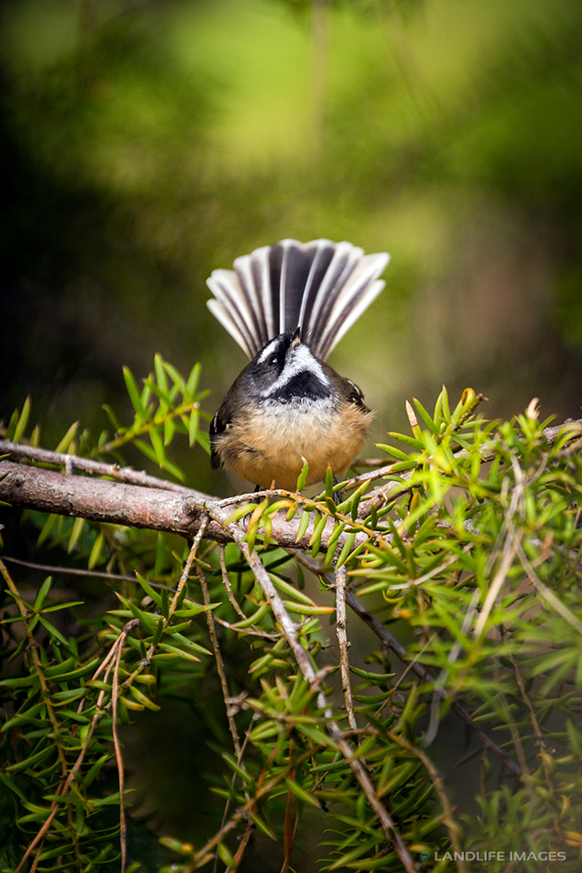 New Zealand Fantail, Looking to the Sky