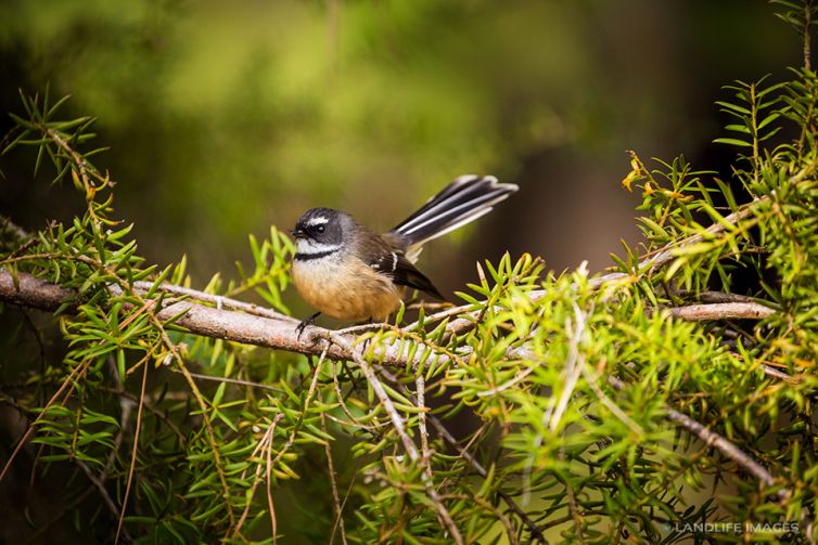 New Zealand Fantail (pīwakawaka)