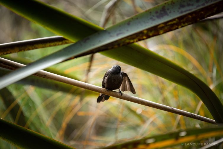 New Zealand black fantail (pīwakawaka) preening