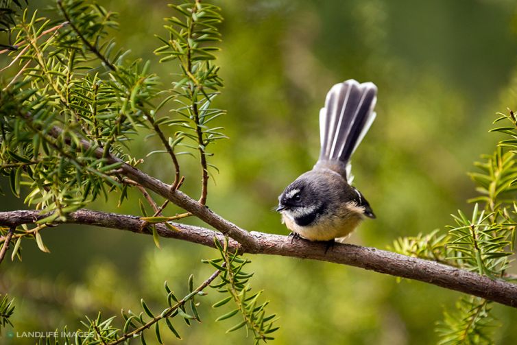 New Zealand fantail (pīwakawaka)