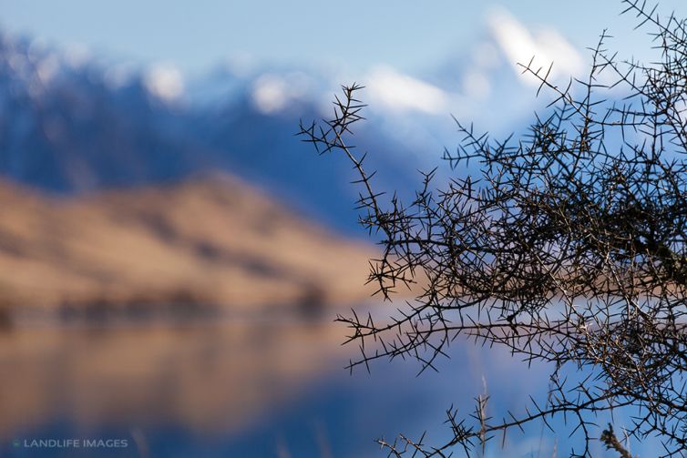 Matagouri (Discaria toumatou), or 'Wild Irishman' overlooking Lake Clearwater, New Zealand