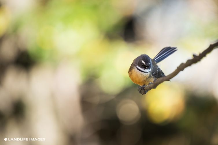 New Zealand Fantail (pīwakawaka)