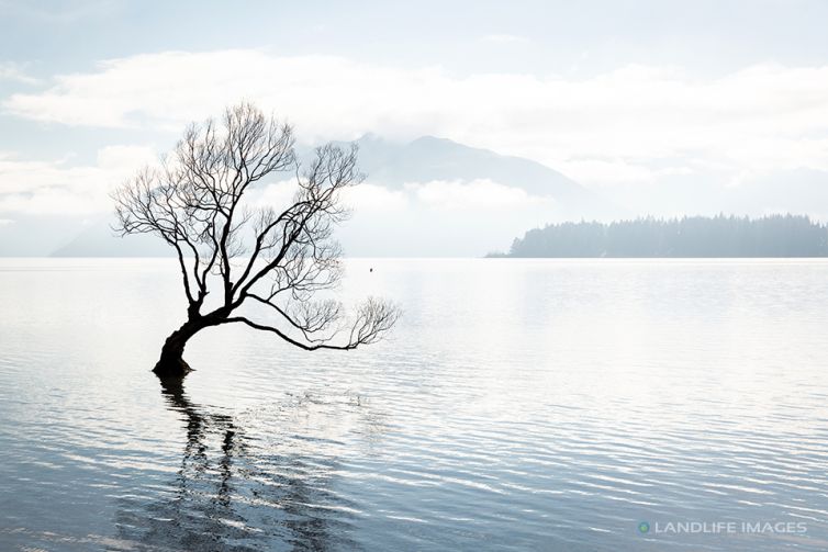 That Wanaka Tree, Landscape, Muted Tones, Wanaka, New Zealand