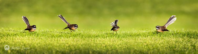 New Zealand fantail (pīwakawaka) antics panorama