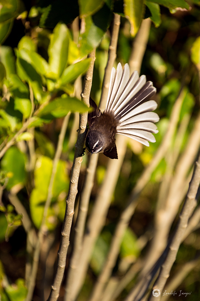 New Zealand fantail (pīwakawaka) with tail in full fan