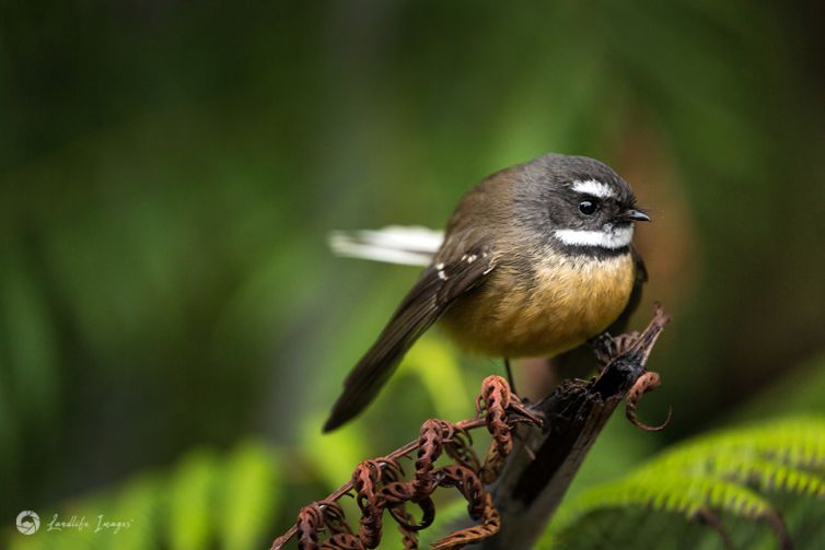 New Zealand fantail (pīwakawaka) in native bush