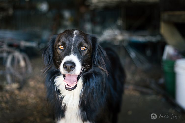 Border collie sheep dog