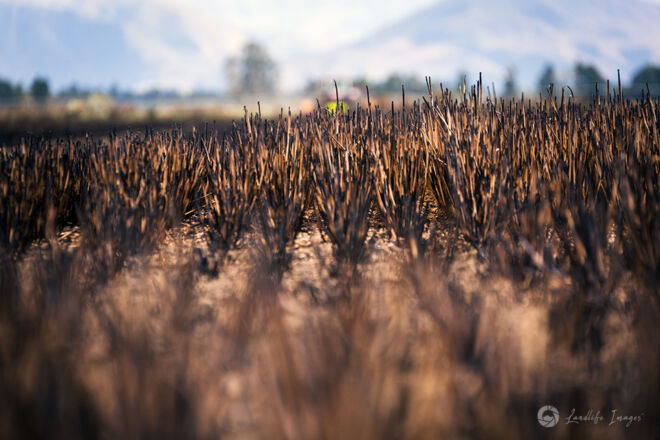 Close up of burnt paddock about to be drilled, Methven, New Zealand