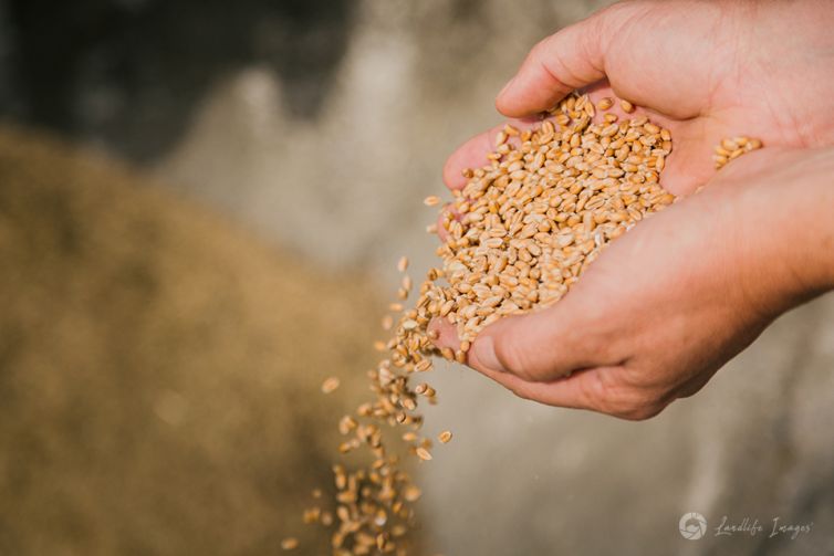 Hands with grain