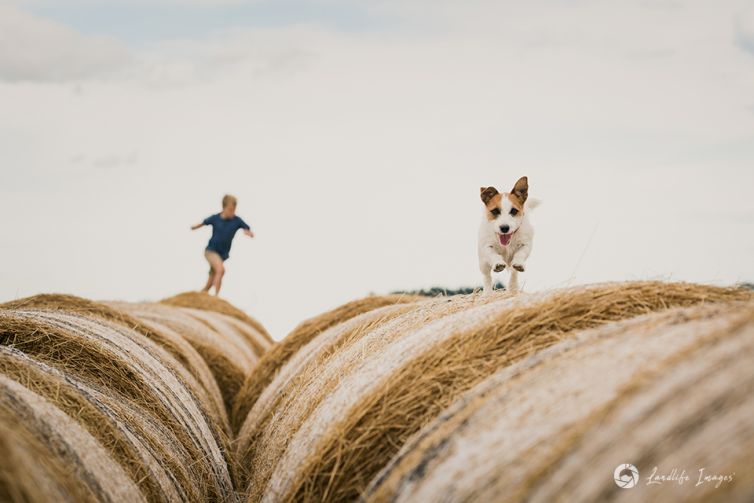 Jack Russell terrier enjoying the haybale run