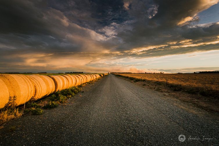 Line of haybales along farm lane at sunset, Methven, New Zealand