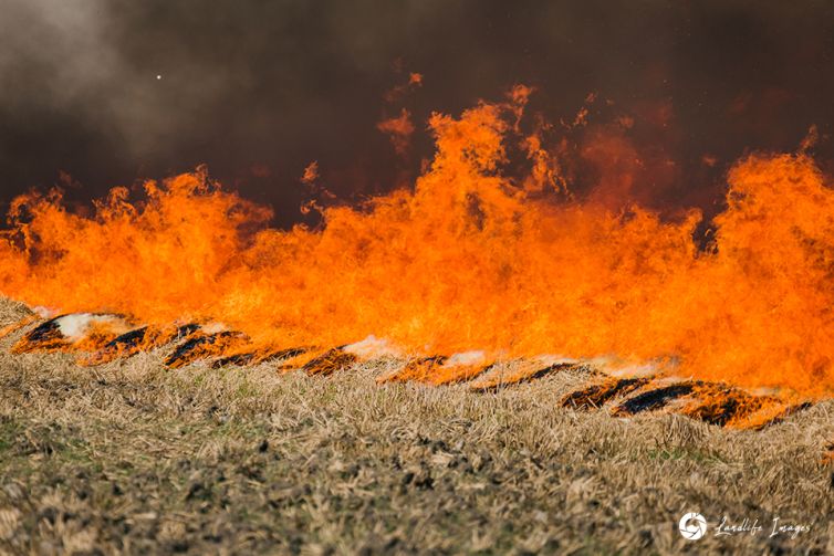 Controlled burnoff of wheat paddock, Canterbury, New Zealand