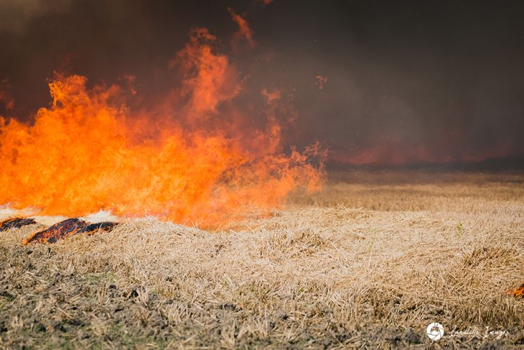 Controlled burnoff of wheat paddock, Canterbury, New Zealand