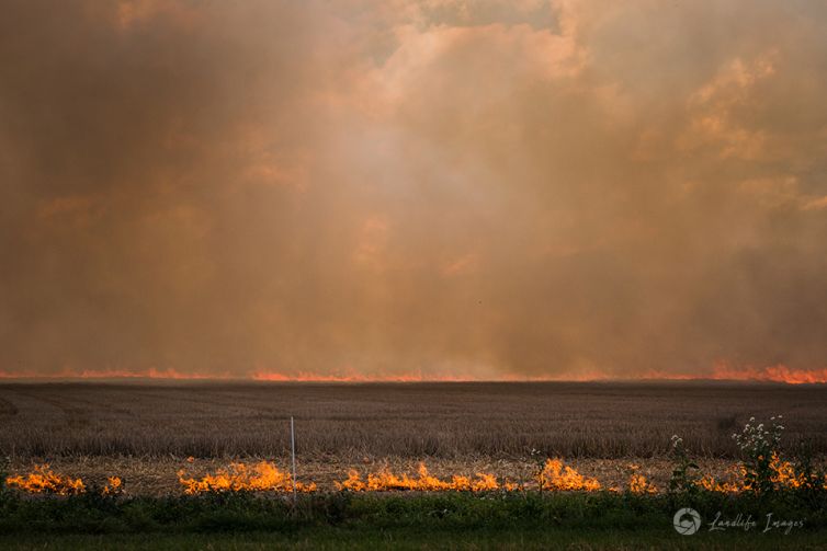 Controlled burnoff, Methven, Canterbury, New Zealand