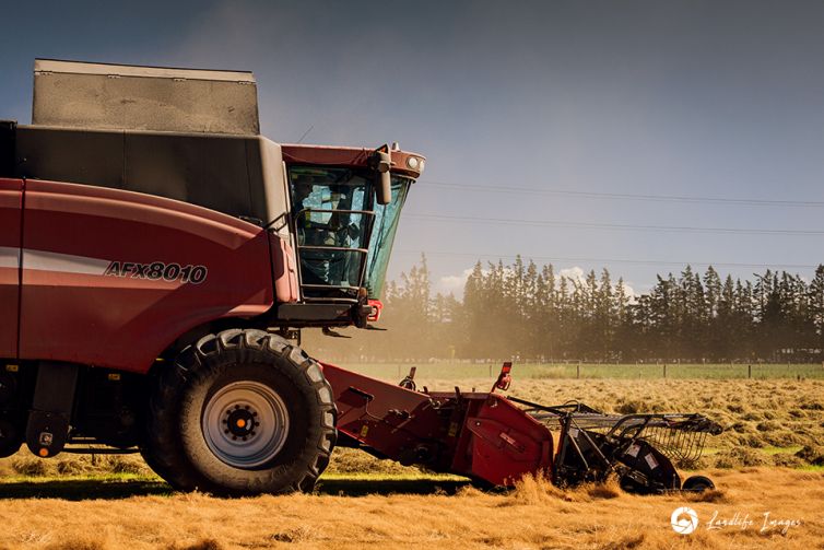 Harvester harvesting brown top