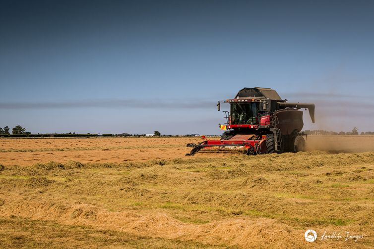 Harvester harvesting brown top, Methven, Canterbury, New Zealand