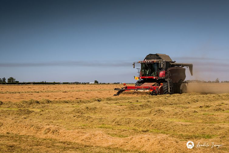 Harvester harvesting brown top, Methven, Canterbury, New Zealand