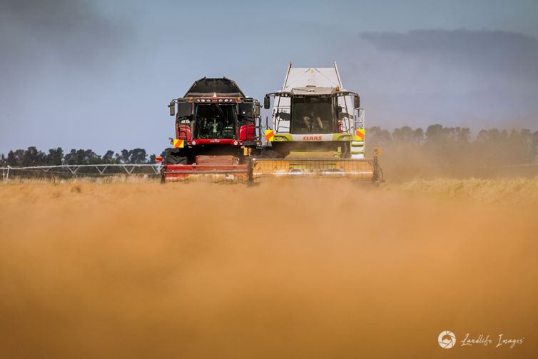 Two harvesters side by side harvesting brown top, Methven, Canterbury, New Zealand