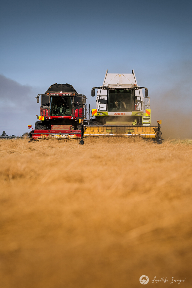 Two harvesters side by side harvesting brown top, Methven, Canterbury, New Zealand - portrait dimensions