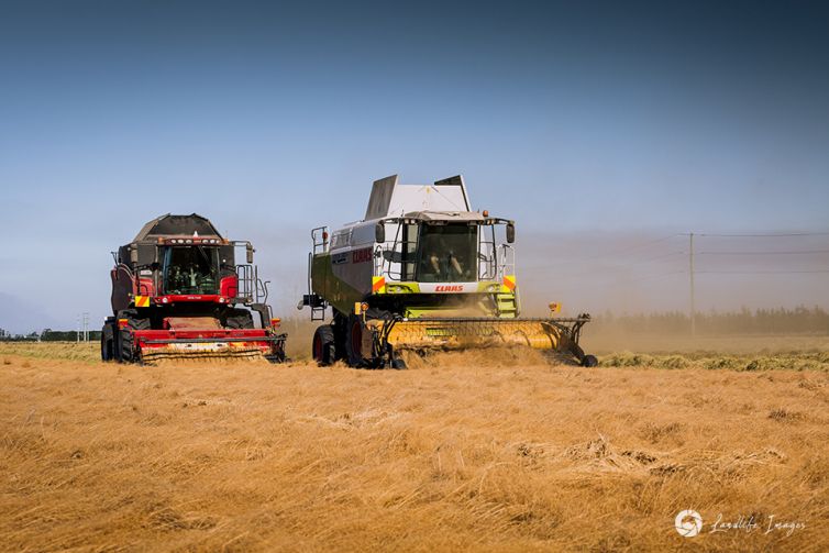 Two harvesters harvesting brown top, Methven, Canterbury, New Zealand