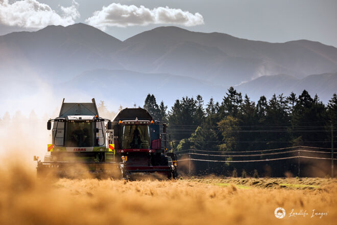 Two harvesters side by side harvesting brown top with mountain backdrop, Methven, Canterbury, New Zealand