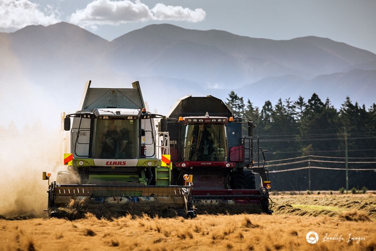 Two harvesters side by side harvesting brown top with mountain backdrop, Methven, Canterbury, New Zealand