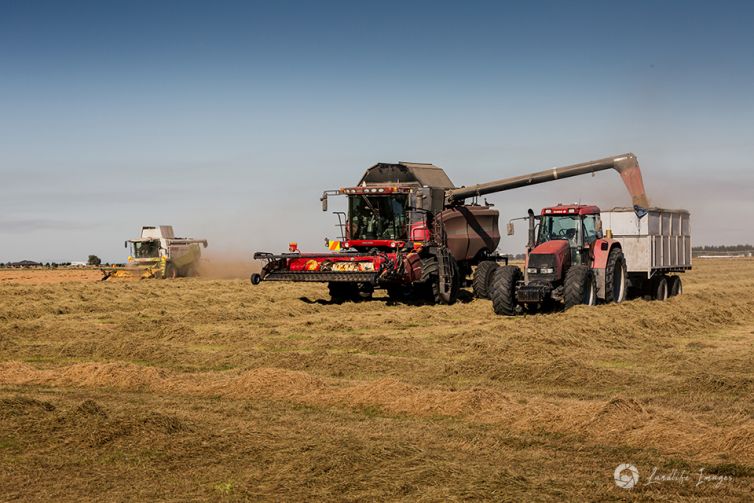 Harvesting of brown top. One harvester unloading, Methven, Canterbury, New Zealand