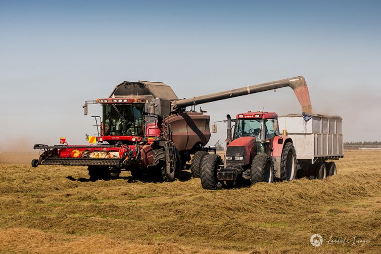 Harvester unloading brown top, Methven, New Zealand