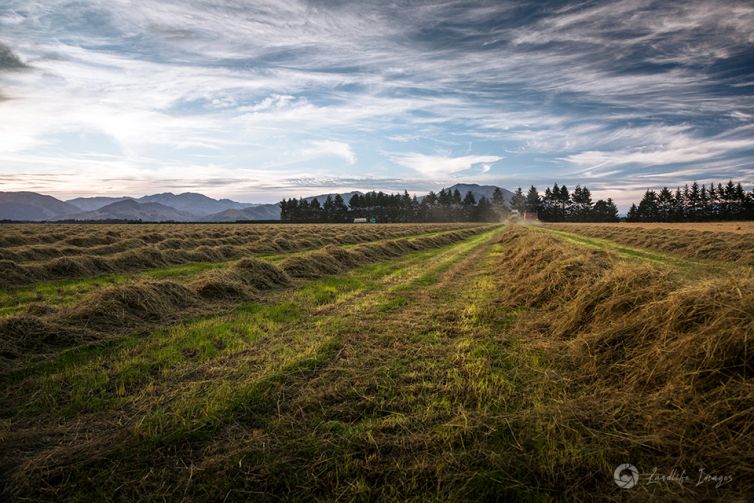 Harvesting of brown top, Methven, Canterbury, New Zealand