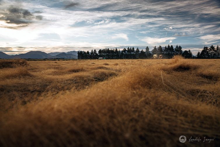 Two harvesters harvesting brown top, Methven, Canterbury, New Zealand