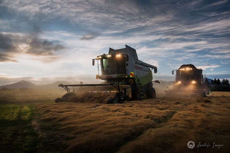 Two harvesters harvesting brown top at sunset, Methven, Canterbury, New Zealand